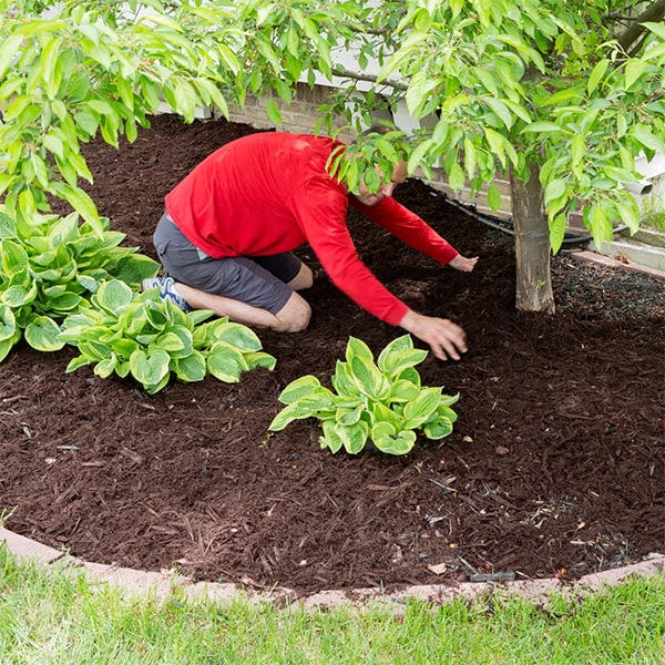 mulch installation should be refreshed every 1-2 years to maintain its effectiveness